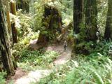 Redwood Forest